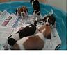 Click image for larger version

Name:	beagle puppies.jpg
Views:	81
Size:	12.4 KB
ID:	284628