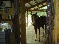 Click image for larger version

Name:	Rascal.jpg
Views:	78
Size:	71.3 KB
ID:	297856